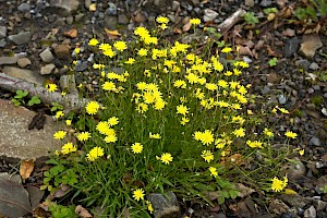 Crepis capillaris Smooth Hawk's-beard