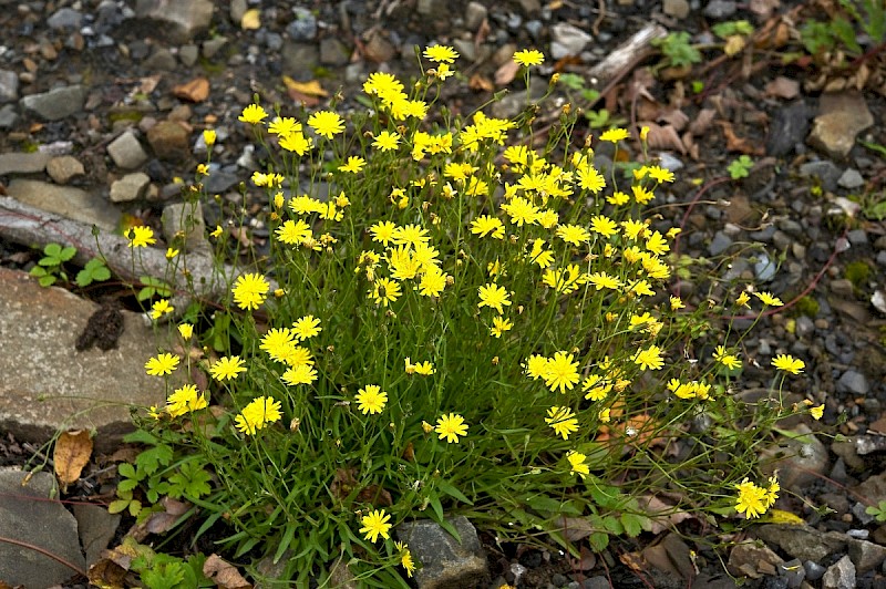 Crepis capillaris - © Charles Hipkin