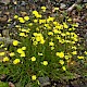 Crepis capillaris