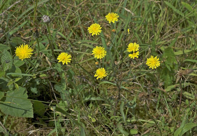 Crepis capillaris - © Charles Hipkin