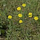 Crepis capillaris