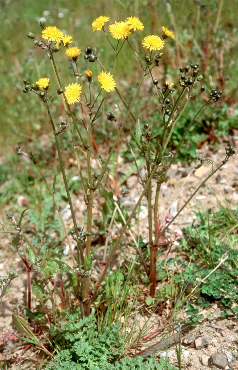 Crepis vesicaria subsp. taraxacifolia - © Charles Hipkin