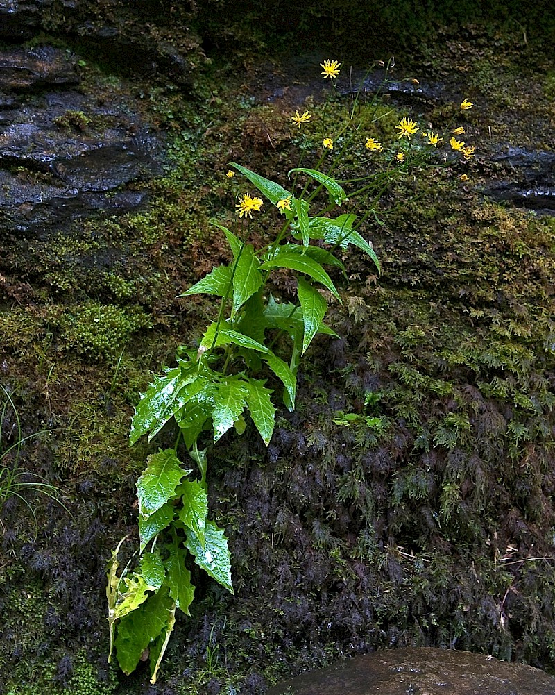 Crepis paludosa - © Charles Hipkin