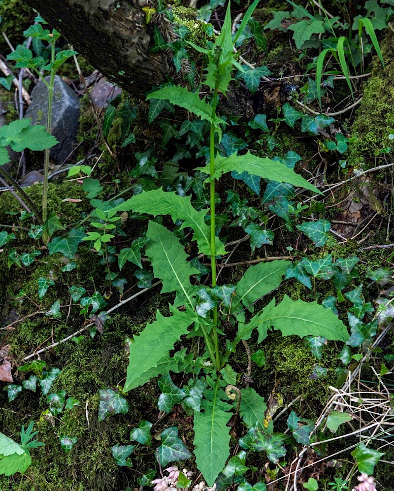 Crepis paludosa - © Charles Hipkin