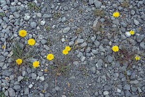 Scorzoneroides autumnalis Autumn Hawkbit