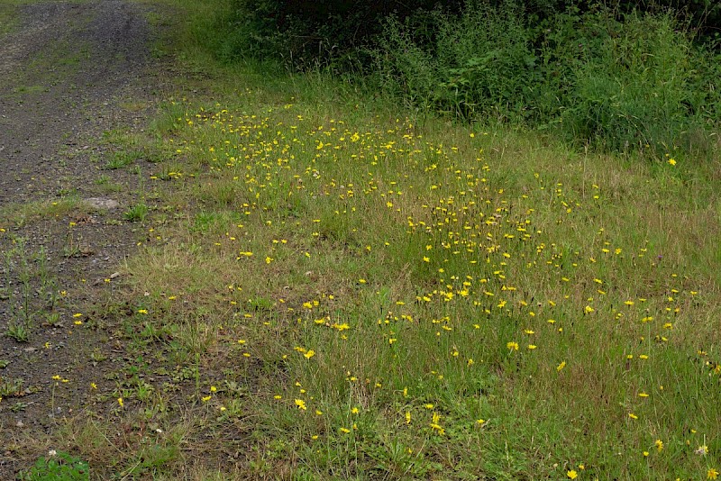 Scorzoneroides autumnalis - © Charles Hipkin