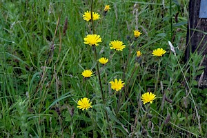 Picris hieracioides Hawkweed Oxtongue