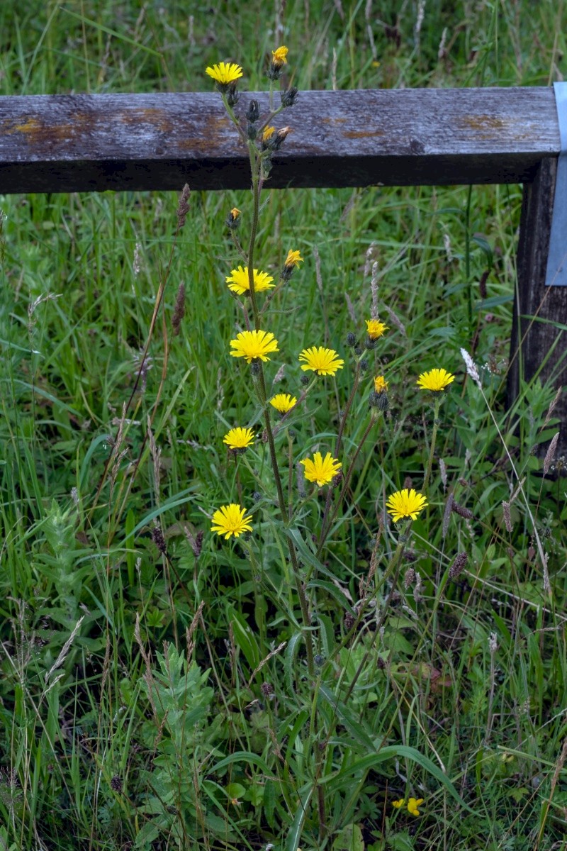 Picris hieracioides - © Charles Hipkin