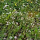 Linaria repens