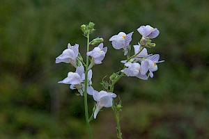 Linaria repens Pale Toadflax