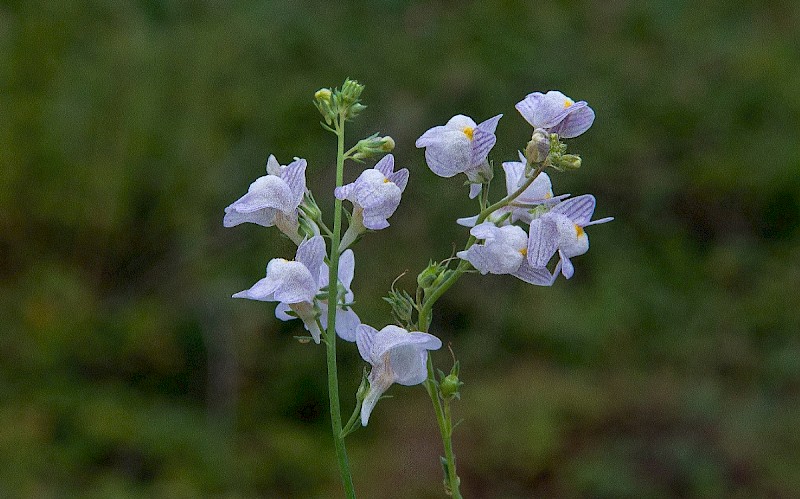 Linaria repens - © Charles Hipkin