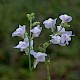 Linaria repens