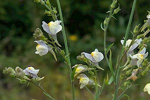 Linaria x sepium L. repens x vulgaris