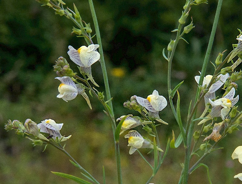 Linaria x sepium - © Charles Hipkin