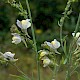 Linaria x sepium