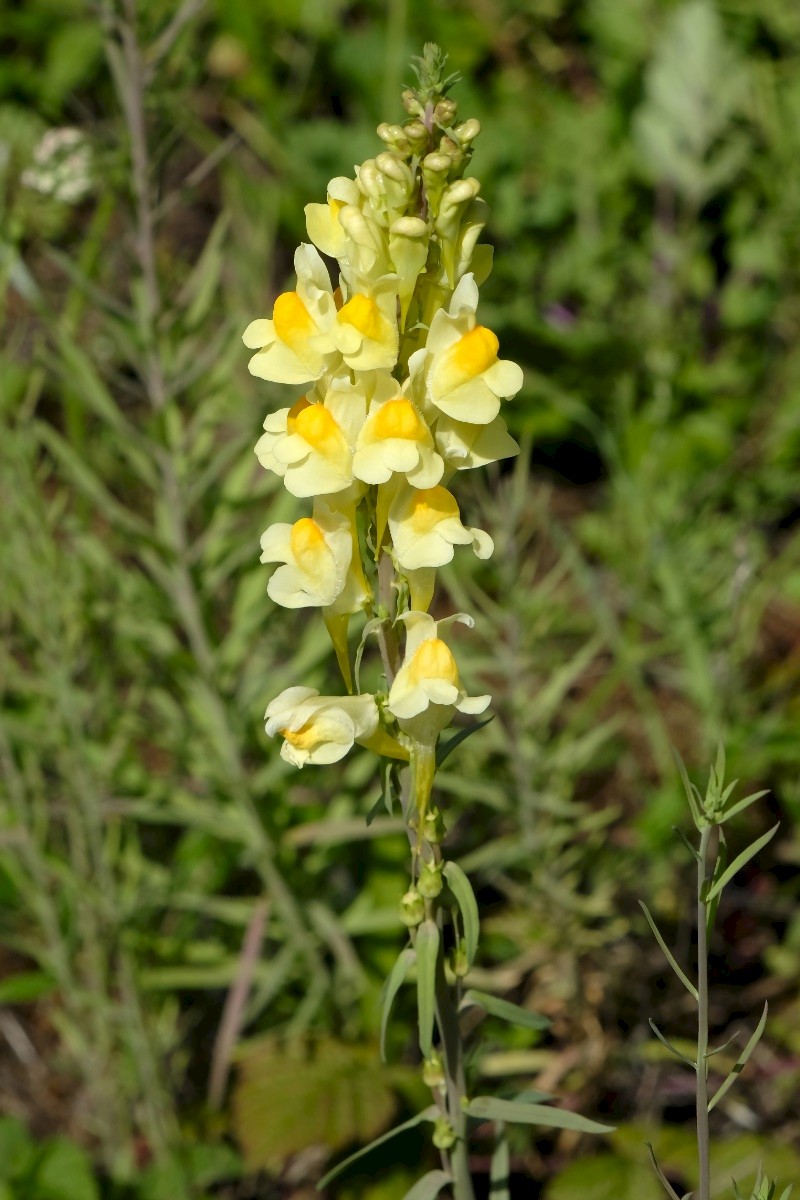 Linaria vulgaris - © Charles Hipkin