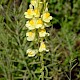 Linaria vulgaris