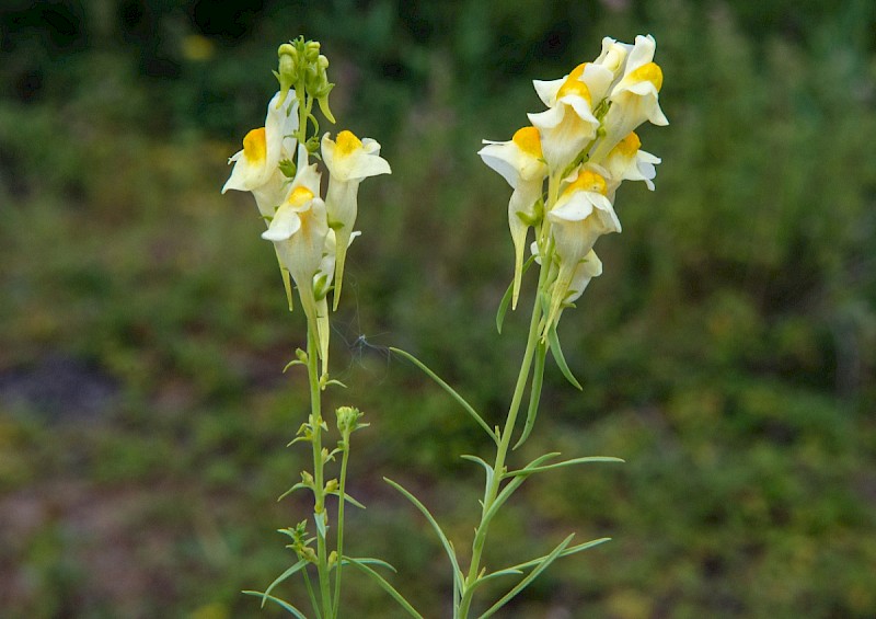 Linaria vulgaris - © Charles Hipkin