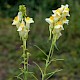 Linaria vulgaris