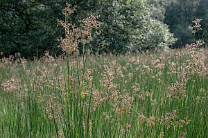 Juncus acutiflorus Sharp-flowered Rush