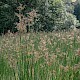 Juncus acutiflorus