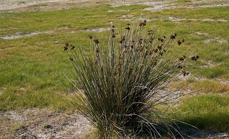 Juncus acutus - © Charles Hipkin