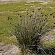 Juncus acutus