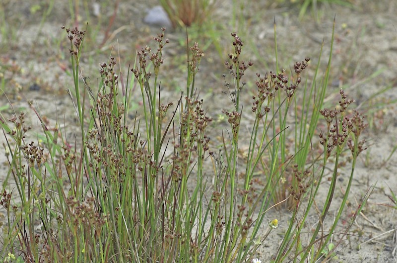 Juncus articulatus - © Charles Hipkin