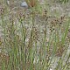 Juncus articulatus