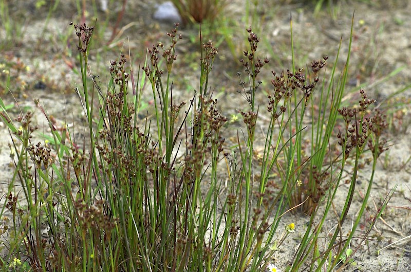 Juncus articulatus - © Charles Hipkin