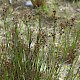 Juncus articulatus