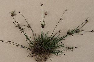 Juncus bulbosus Bulbous Rush