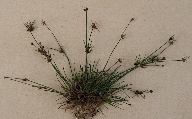 Juncus bulbosus - © Charles Hipkin