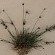 Juncus bulbosus