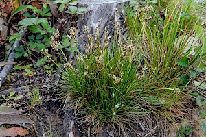 Juncus squarrosus Heath Rush