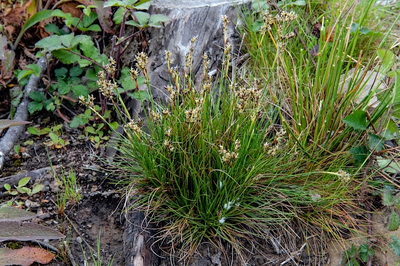 Juncus squarrosus - © Charles Hipkin