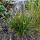 Juncus squarrosus