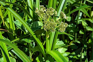 Scirpus sylvaticus Wood Club-rush