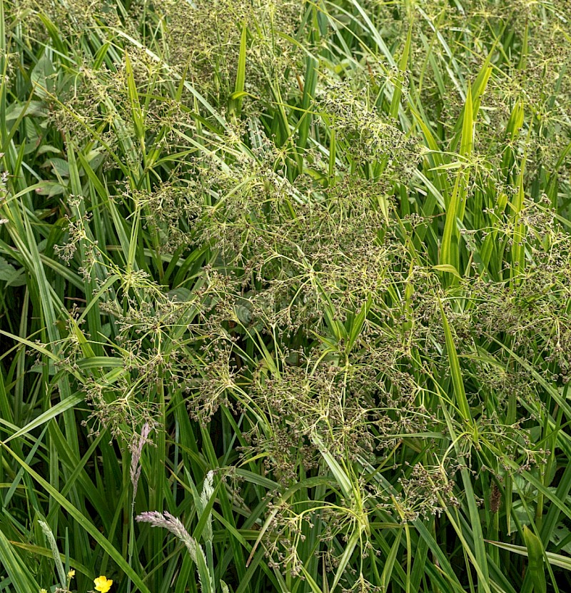 Scirpus sylvaticus - © Charles Hipkin