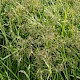 Scirpus sylvaticus