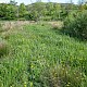 Scirpus sylvaticus