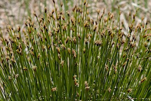 Trichophorum germanicum Deergrass