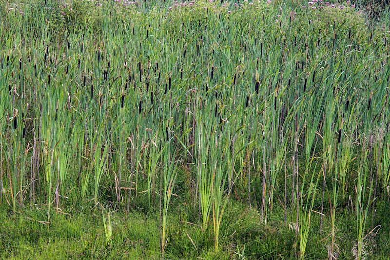 Typha latifolia - © Charles Hipkin