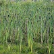 Typha latifolia