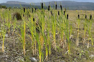 Typha latifolia Bulrush