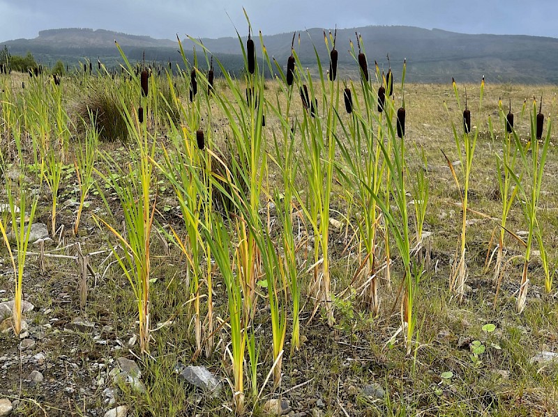 Typha latifolia - © Charles Hipkin