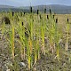 Typha latifolia