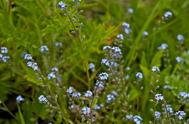 Myosotis arvensis - © Charles Hipkin