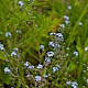 Myosotis arvensis