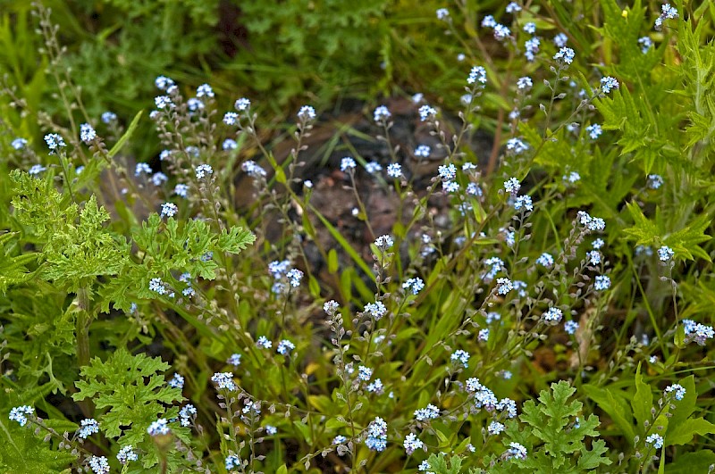 Myosotis arvensis - © Charles Hipkin